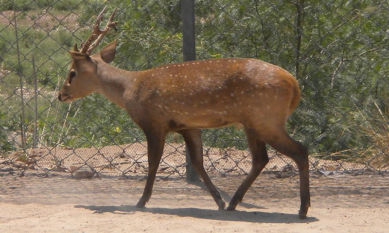 نایاب نسل کا پاڑہ ہرن مقامی عدالت میں پیش