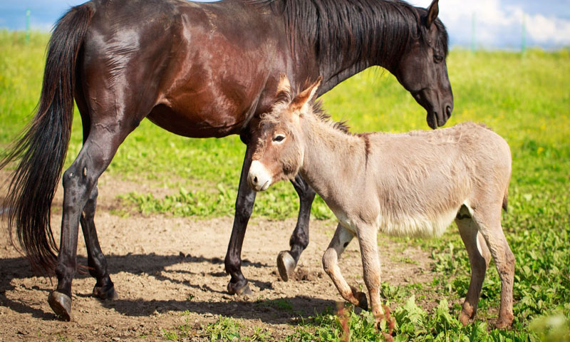 گھوڑے اور گدھے کے گوشت پر مصر میں تنازع، جامعۃ الازہر کا جواب