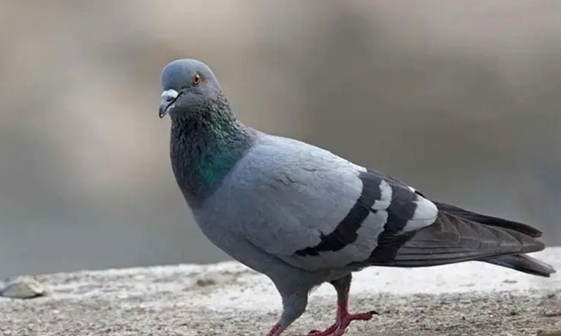 بھارت نے کبوتر کو بےگناہ قرار دے دیا