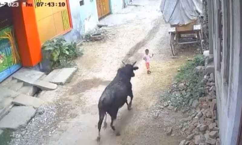 بیل نے 4 سالہ بچے کو روند ڈالا، ویڈیو وائرل