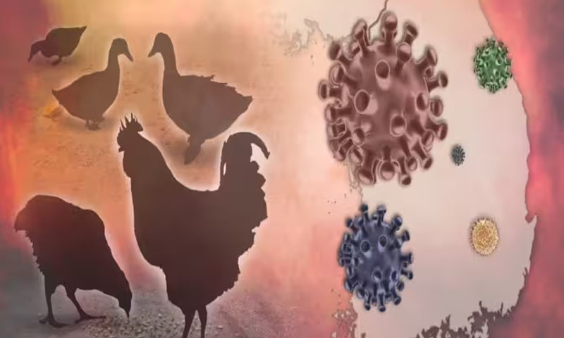 امریکا میں برڈ فلو کا وائرس انسان میں منتقل ہونے کا دوسر ا کیس سامنے آگیا birdflu