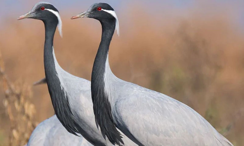 بلوچستان میں کونج کا غیر قانونی شکار