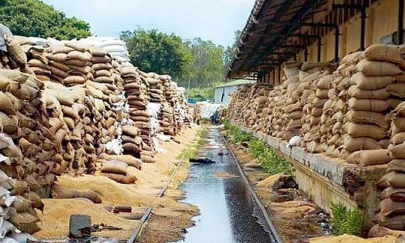 ملیر گودام میں گندم کی 2لاکھ بوریاں خراب ہونے کا انکشاف Wheat