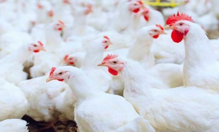برائلر مرغی کے گوشت کی قیمت میں 46 روپے کی بڑی کمی