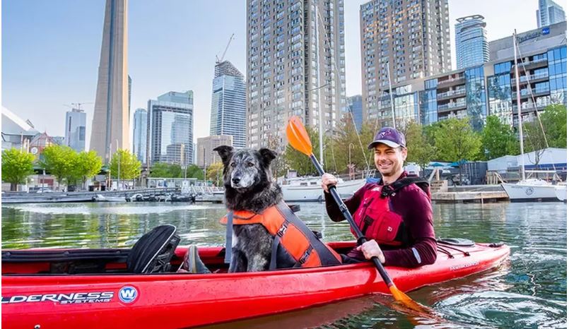 ٹورنٹو میں میئر کے انتخاب کیلئے کتا بھی بطور امیدوار الیکشن لڑے گا