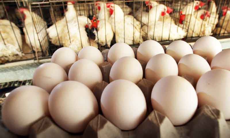 چکن اور فارمی انڈوں کی قیمتوں میں استحکام
