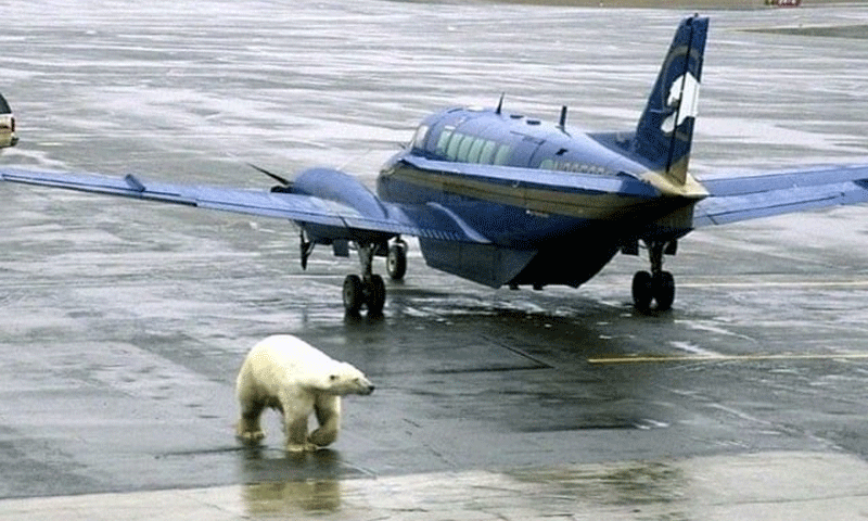 ریچھ طیارے میں سوار ہونے کے بعد فرار
