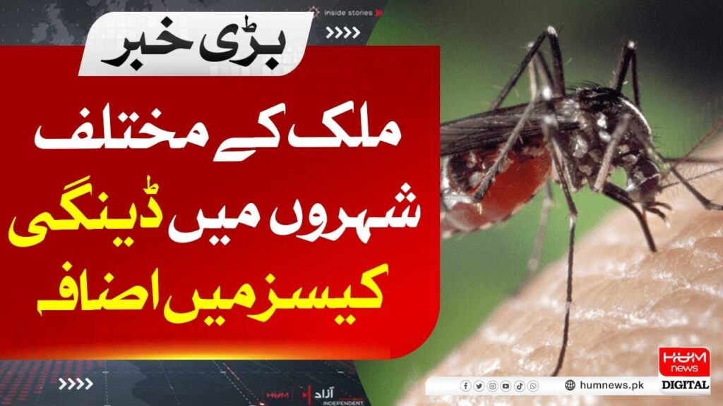 ملک کے مختلف شہروں میں ڈینگی کیسز میں اضافہ