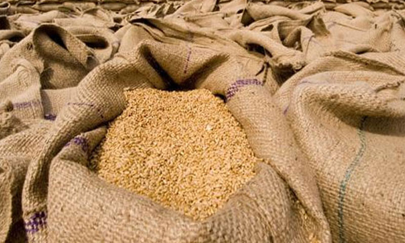 20 لاکھ ٹن گندم کی خریداری ، وفاق نے پنجاب حکومت کو گرین سگنل دیدیا گندم