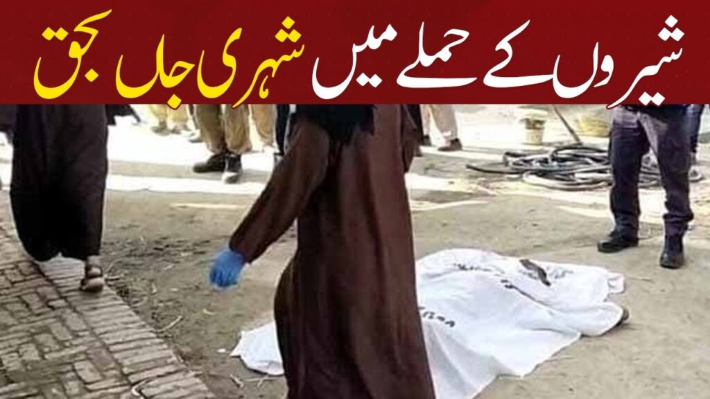 شیروں کے حملے سے شہری جاں بحق