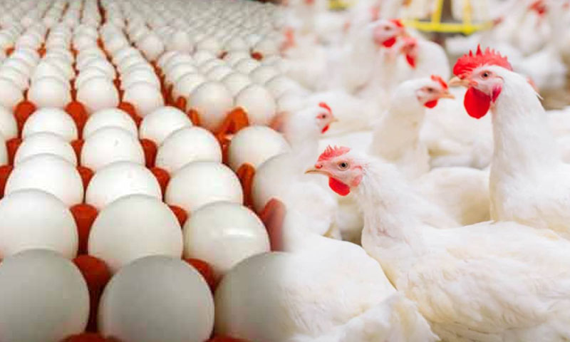 chicken مرغی کا گوشت