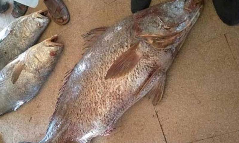 سوہا مچھلیاں