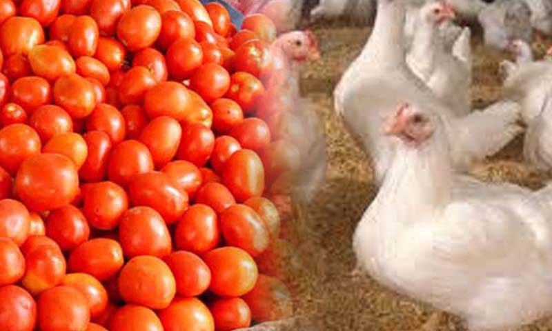 مرغی کے گوشت chicken tomato