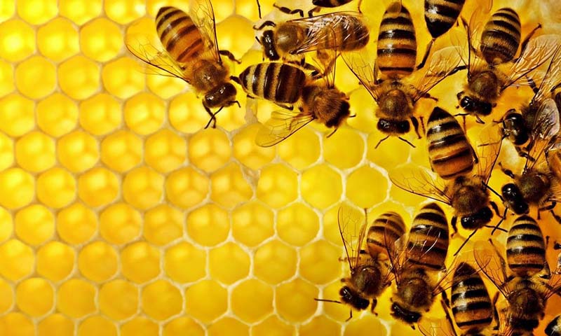 شہد کی مکھیاں honey bee