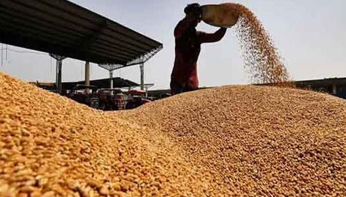 گندم اسکینڈل