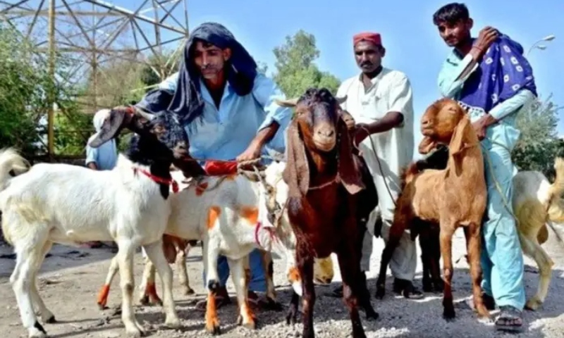 کانگو وائرس