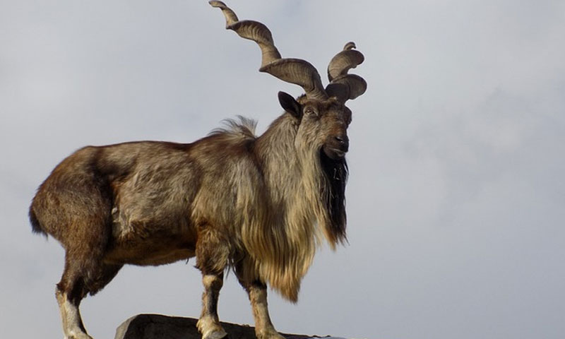 Markhor