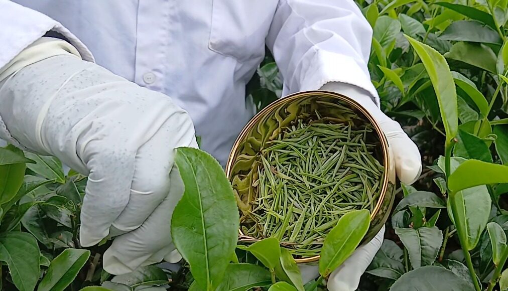 سری لنکا کی نایاب اور انتہائی مہنگی وائٹ ٹی