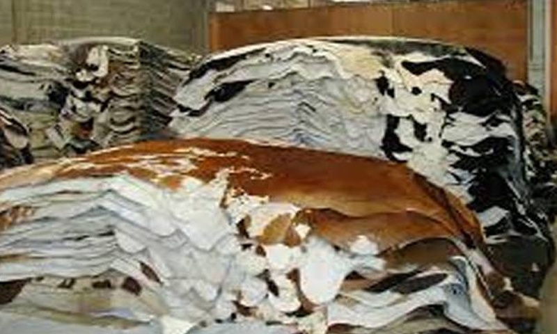 بغیر اجازت قربانی کے جانوروں کی کھالیں جمع کرنے پر پابندی عائد
