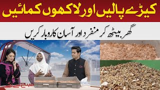 Unique Way Of Making Money Through Insects | Hum News