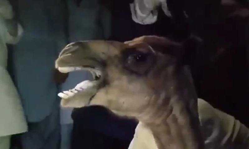 سانگھڑ، ظلم کا شکار اونٹ کو کراچی لے جاکر مصنوعی ٹانگ لگانے کا فیصلہ سانگھڑ