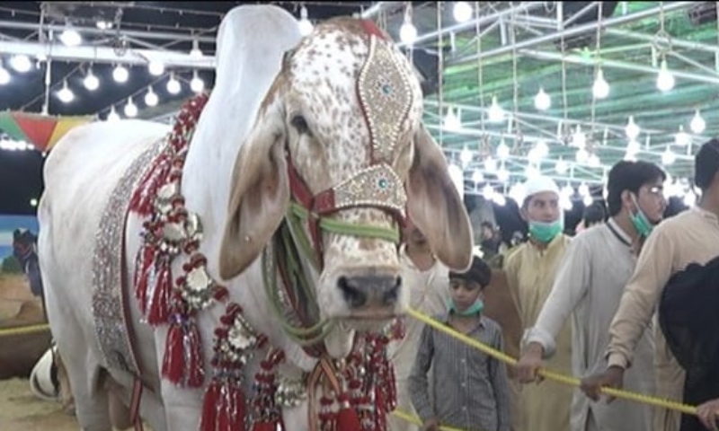 راولپنڈی کا ‘دھماکہ’ نامی بیل، قیمت صرف 1 کروڑ روپے راولپنڈی
