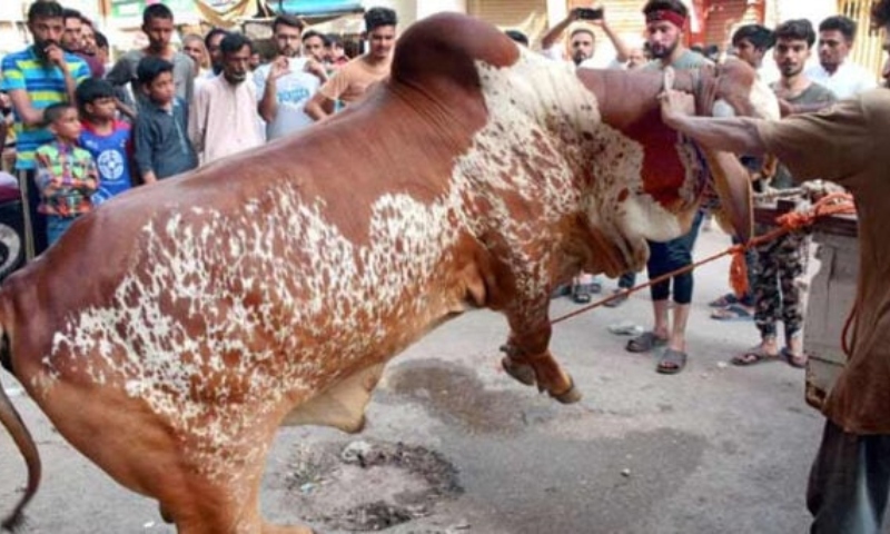 عیدالاضحیٰ