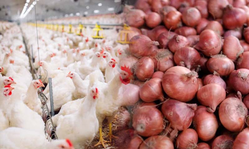 پیاز کے نرخ hen and onion