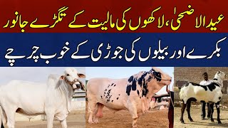 Eid-ul-Adha 2024.. Pair of Bulls Worth Millions..!! | HUM News