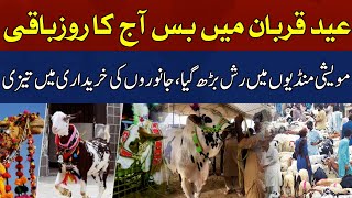 Only One Day Left for Eid-ul-Adha.!! | HUM News