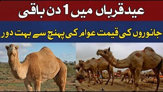 1 day left for Eid ul Adha | Hum News