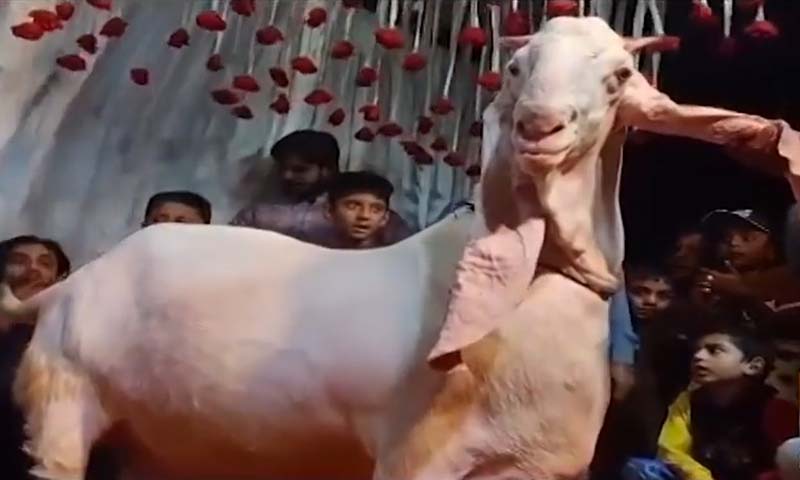 وائٹ بادشاہ کی دھوم،6 من وزنی بکرے کی قیمت30 لاکھ مقرر وائٹ بادشاہ
