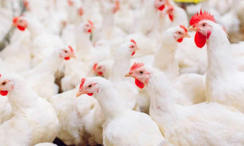 مرغی کی قیمت