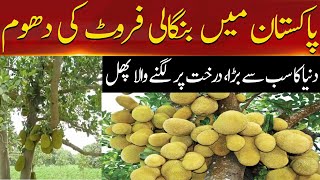 Bangladeshi Fruit Now In Sindh | Hum News