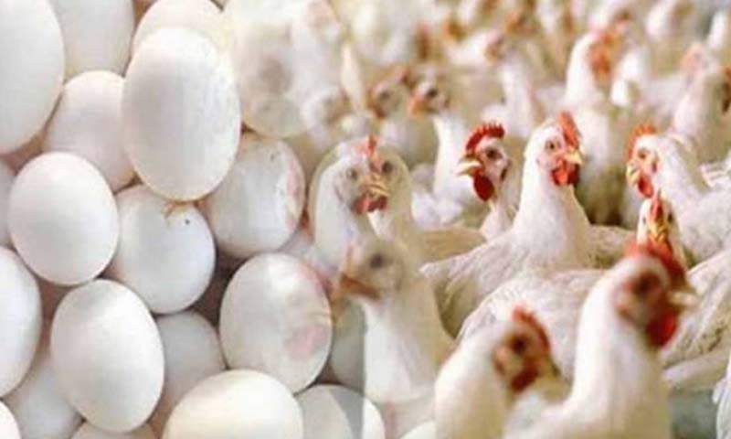 مرغی کی قیمت