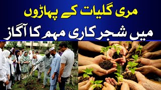 Trees Plantation Project In Murree | Climate Change | Latest Update | HUM News