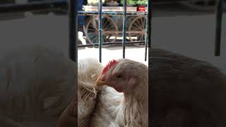 Poultry prices rise in Hyderabad | Chicken |