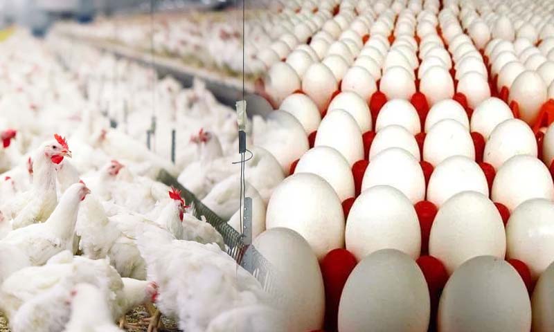 مرغی کی قیمت