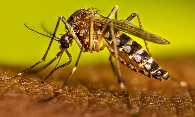 خیبرپختونخوا