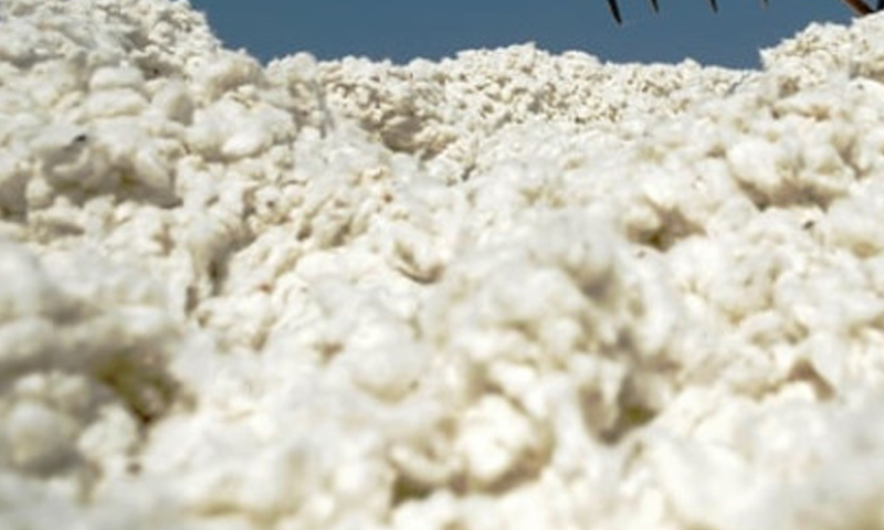 Cotton