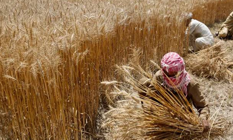زیادہ رقبے پر گندم کاشت کرنے والے کسانوں کو اربوں روپے مالیت کے انعامات دینے کا فیصلہ Wheat