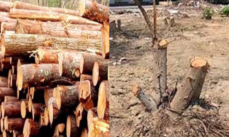 وزیراعلی سندھ نے جنگلات کی کٹائی کا نوٹس لے لیا جنگلات کٹائی