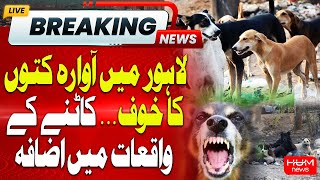 Lahore Struggles with Rising Stray Dog Attacks