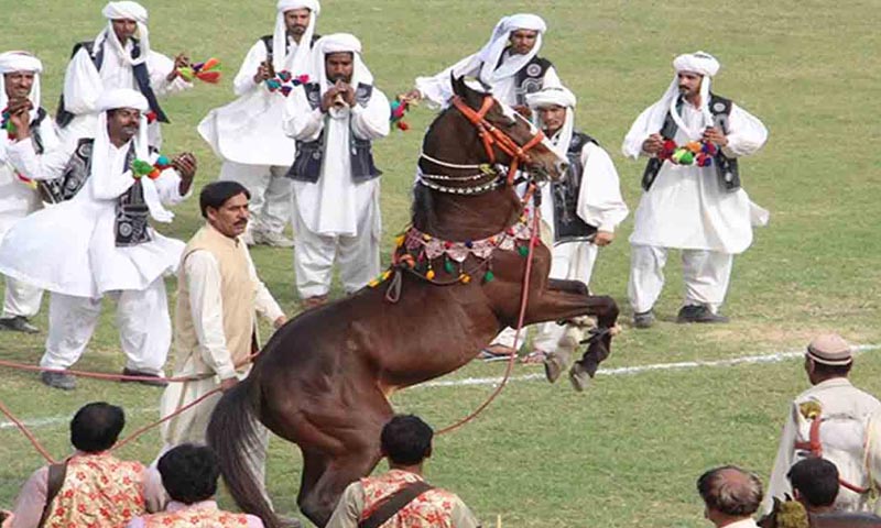 لاہور میں 30 سال بعد ہارس اینڈ کیٹل شو منعقد کرنیکا فیصلہ ہارس اینڈ کیٹل شو