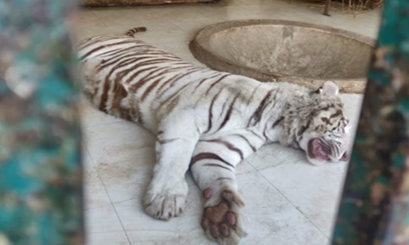 لاہور: شیر کا پنجرہ کھولنے والے ملازم کیلئے جیل کا دروازہ کھل گیا Lion