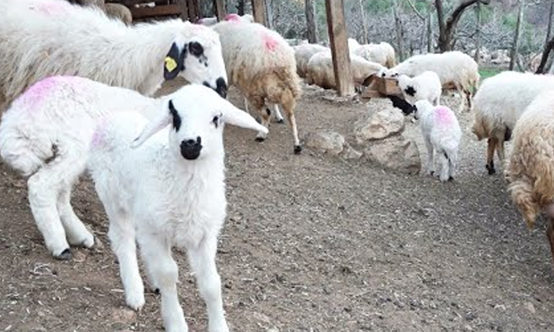 جانوروں کی کمی، مراکش کے بادشاہ نے عوام سے اس سال قربانی نہ کرنے کی اپیل کر دی مراکش کے بادشاہ