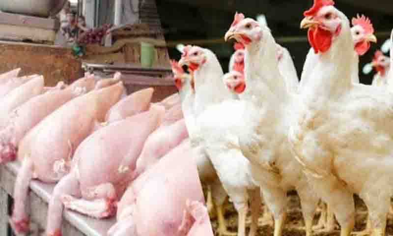 مرغی کی قیمت