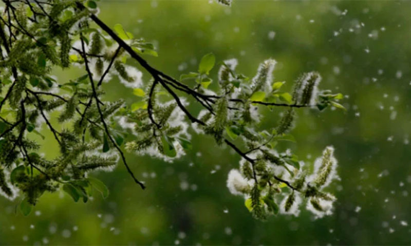 کیپٹل ڈویلپمنٹ اتھارٹی