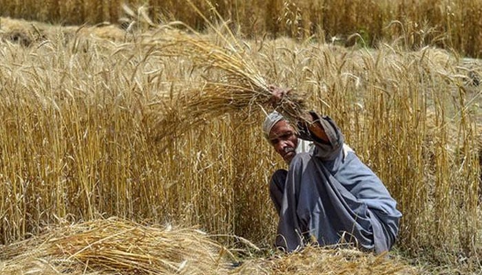 کسان اتحاد کی گندم کا نرخ طے نہ کرنے پر وفاقی حکومت کو احتجاج کی وارننگ