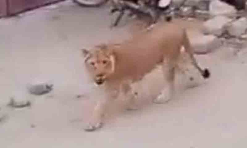 شیر کا حملہ